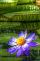 Giant waterlily (Kew gardens)